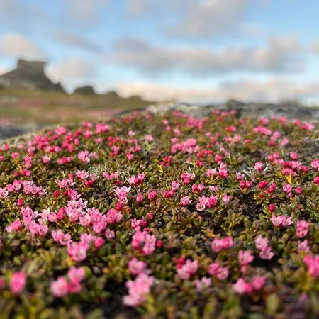 Cozy On The Island Of With Sea Views Senja