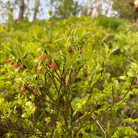 Cozy On The Island Of With Sea Views Feriehus Senja